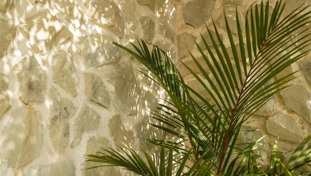 Palm Leaf Shadows