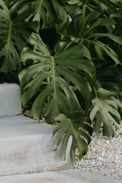 Monstera Leaf Texture